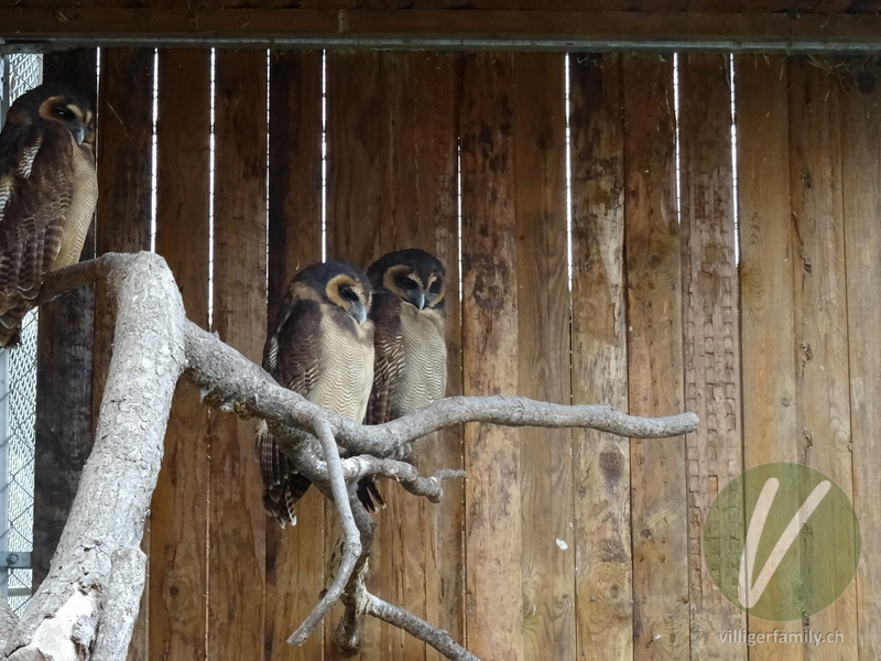 Malaienkauz: Übersicht